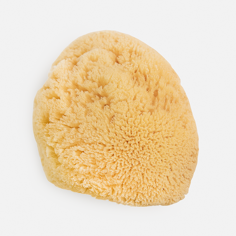 Natural Sea Sponges – MION Artisan Soap Co.
